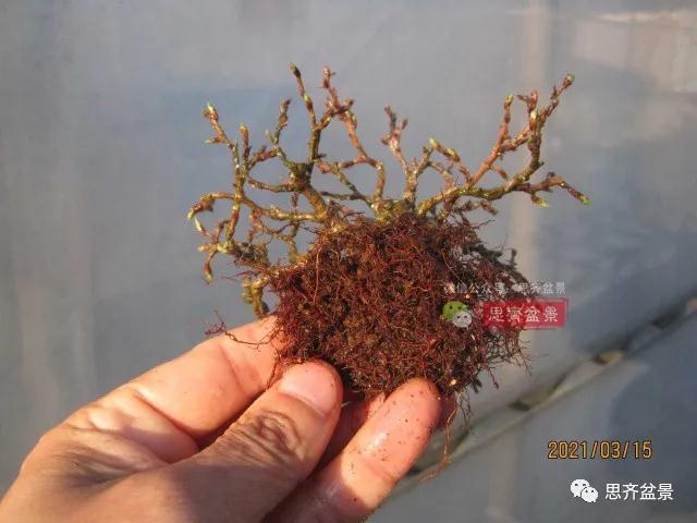 图解 高压制作鹅耳枥盆景9年的过程