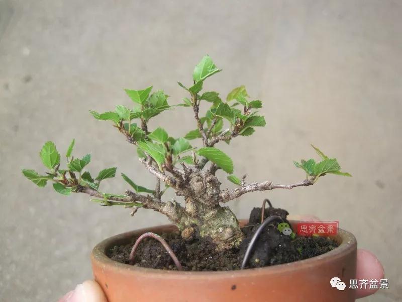 图解 高压制作鹅耳枥盆景9年的过程