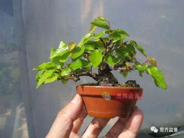 图解 高压制作鹅耳枥盆景9年的过程