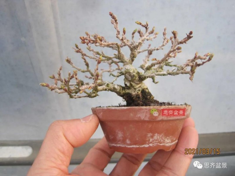 图解 高压制作鹅耳枥盆景9年的过程