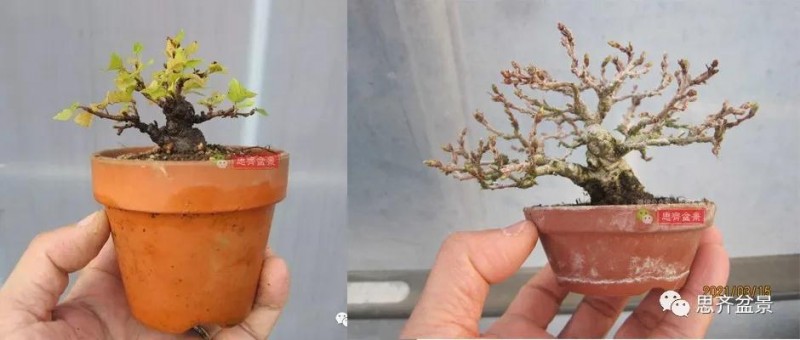 图解 高压制作鹅耳枥盆景9年的过程