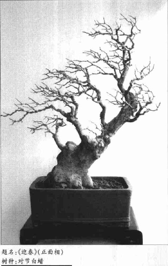 图解 树木盆景《迎春》制作小析