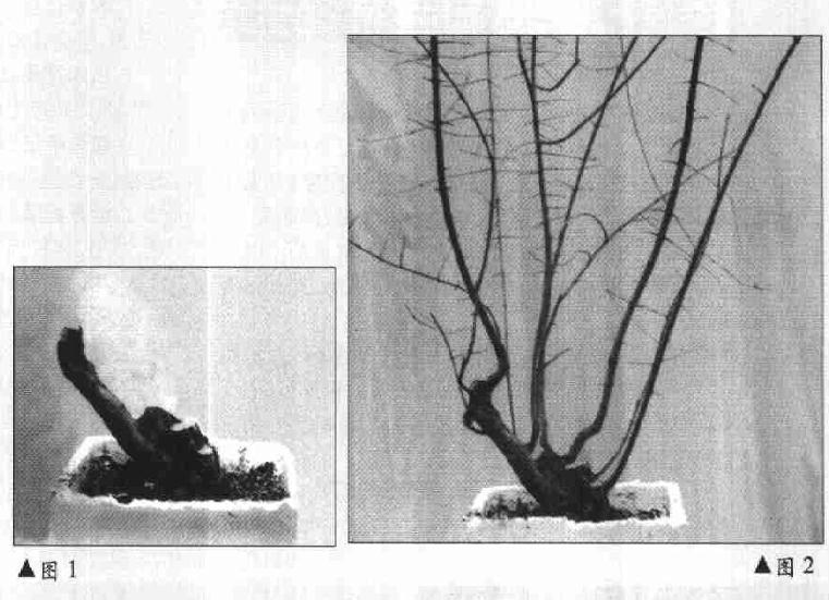 图解 树木盆景《迎春》制作小析