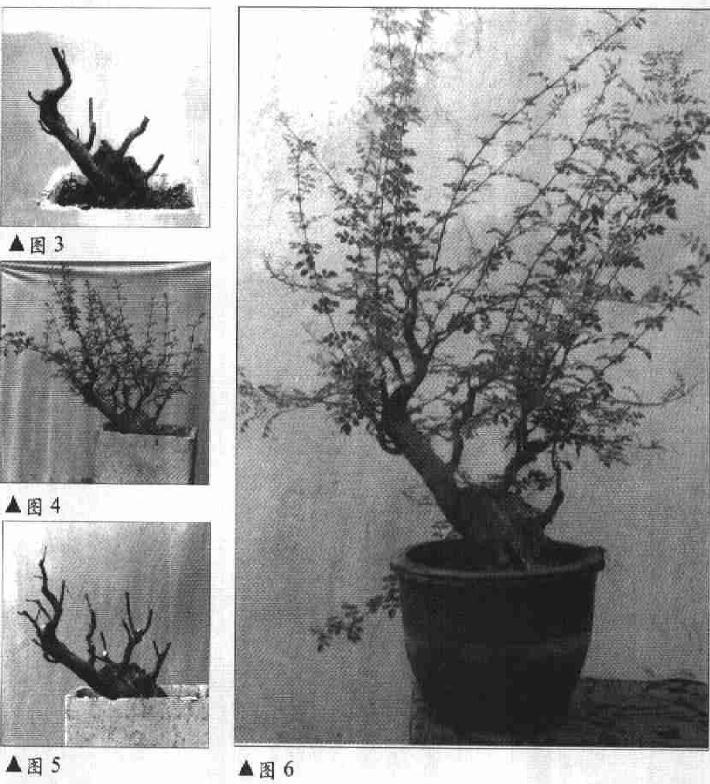 图解 树木盆景《迎春》制作小析