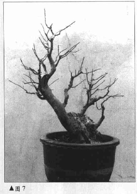 图解 树木盆景《迎春》制作小析