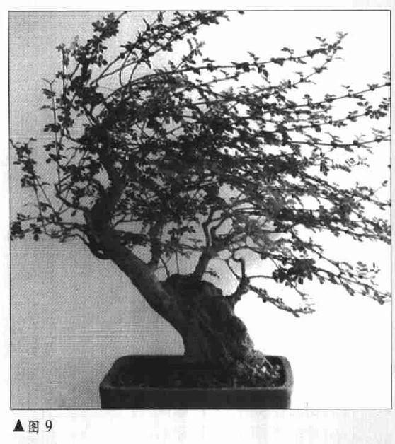 图解 树木盆景《迎春》制作小析