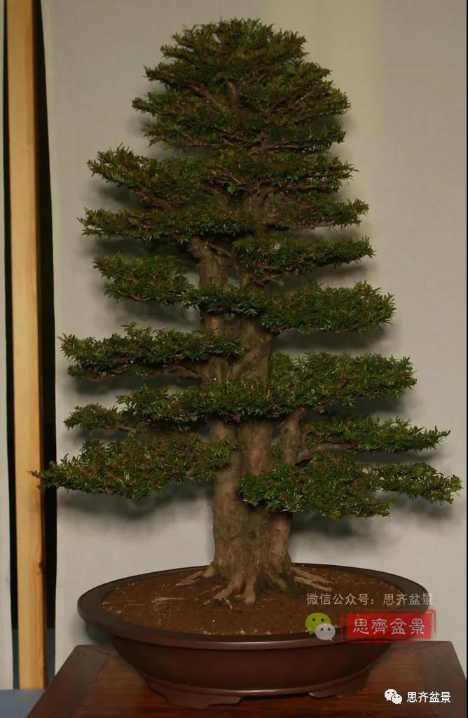 图解 三干紫杉盆景20年的制作过程
