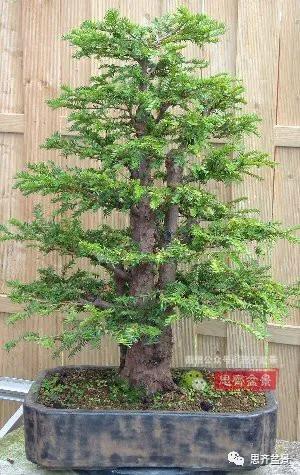 图解 三干紫杉盆景20年的制作过程