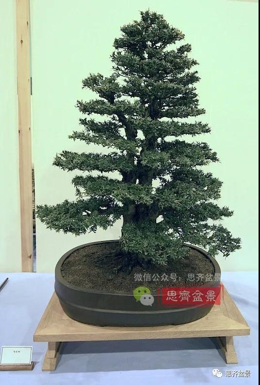 图解 三干紫杉盆景20年的制作过程