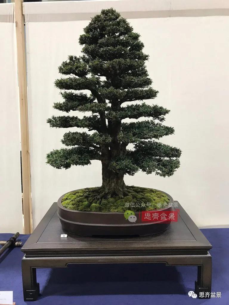 图解 三干紫杉盆景20年的制作过程