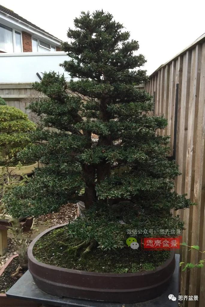 图解 三干紫杉盆景20年的制作过程