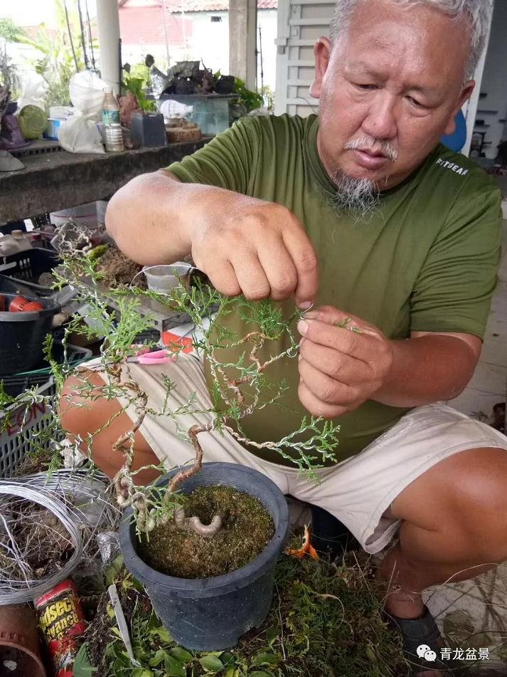 为什么追捧罗汉松盆景 根风水有关系