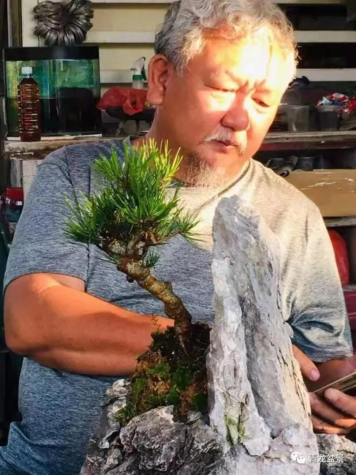 为什么追捧罗汉松盆景 根风水有关系