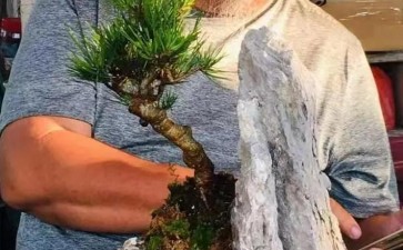 为什么法律途径不能有效解决盆景掠夺的问题