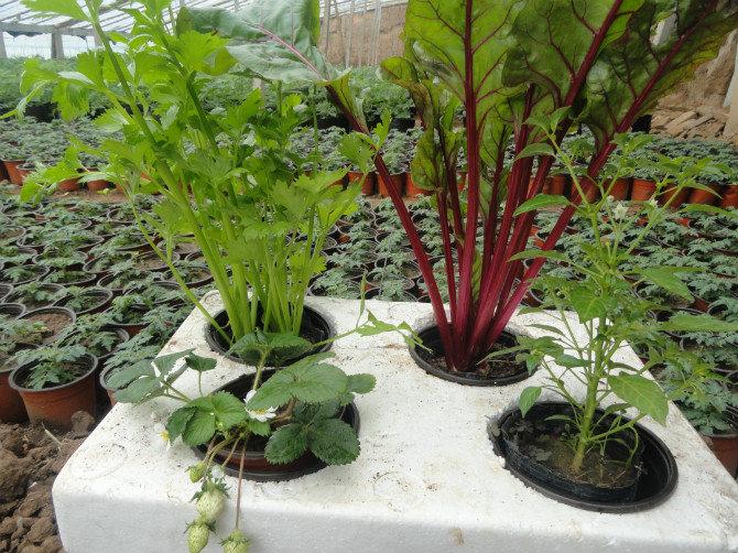 盆栽蔬菜怎么种植