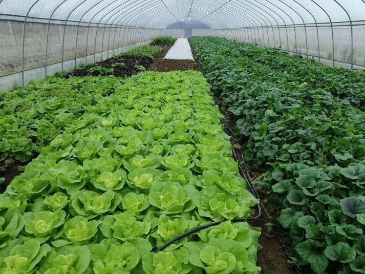 2017年 邯郸市盆栽蔬菜的经济效益