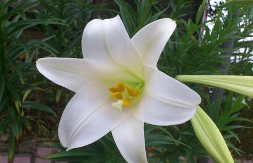 上海盆栽百合怎么种植管理