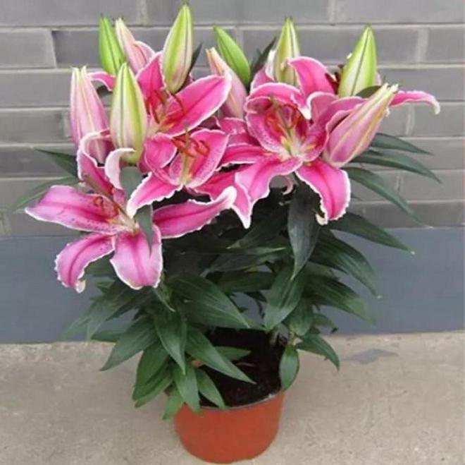 上海盆栽百合怎么预防叶烧