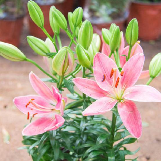 上海盆栽百合怎么病虫害防治