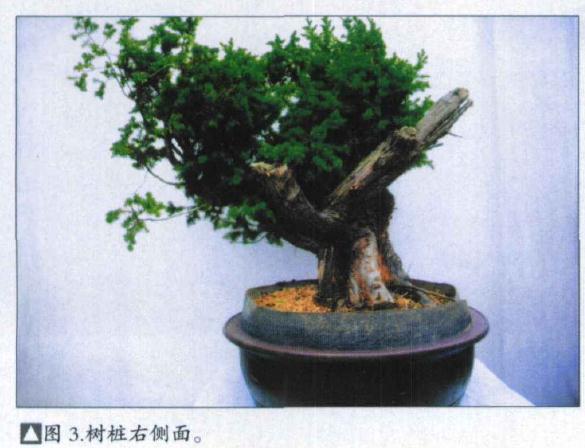 图解 刺柏盆景桩怎么初次制作的方法