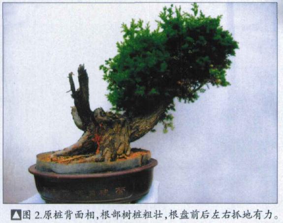 图解 刺柏盆景桩怎么初次制作的方法