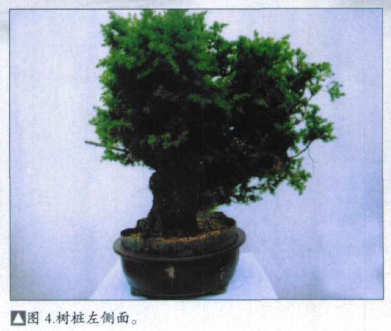 图解 刺柏盆景桩怎么初次制作的方法