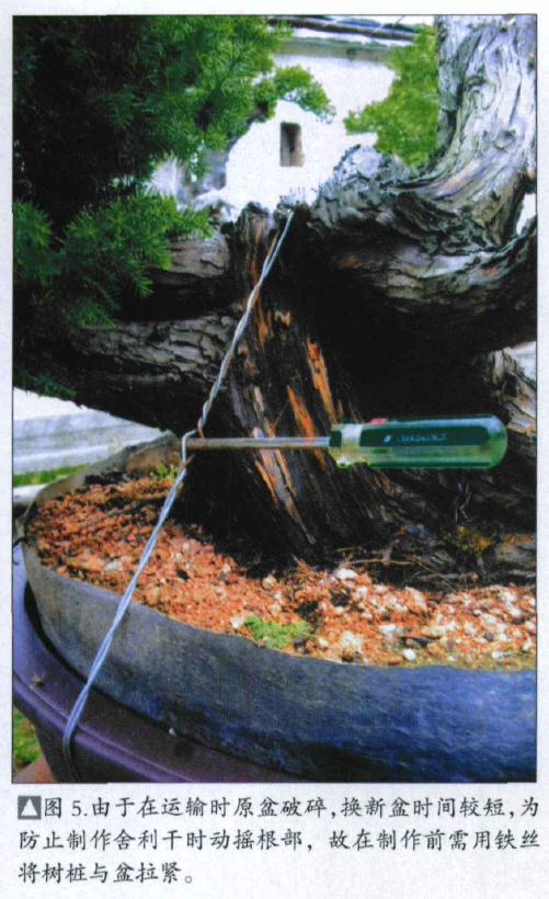 图解 刺柏盆景桩怎么初次制作的方法