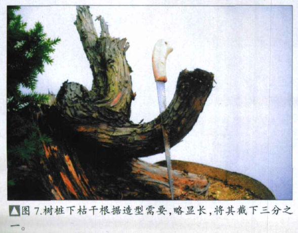图解 刺柏盆景桩怎么初次制作的方法
