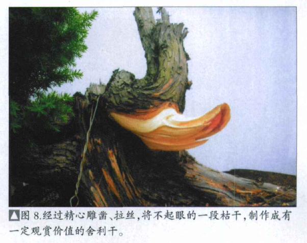 图解 刺柏盆景桩怎么初次制作的方法