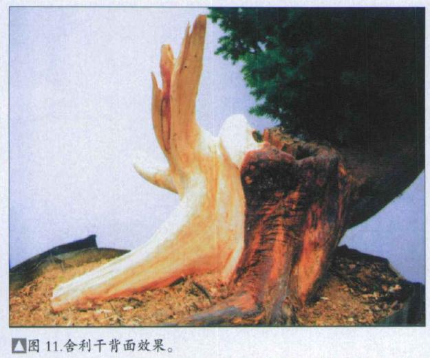 图解 刺柏盆景桩怎么初次制作的方法