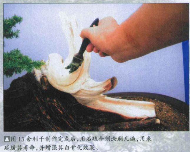 图解 刺柏盆景桩怎么初次制作的方法