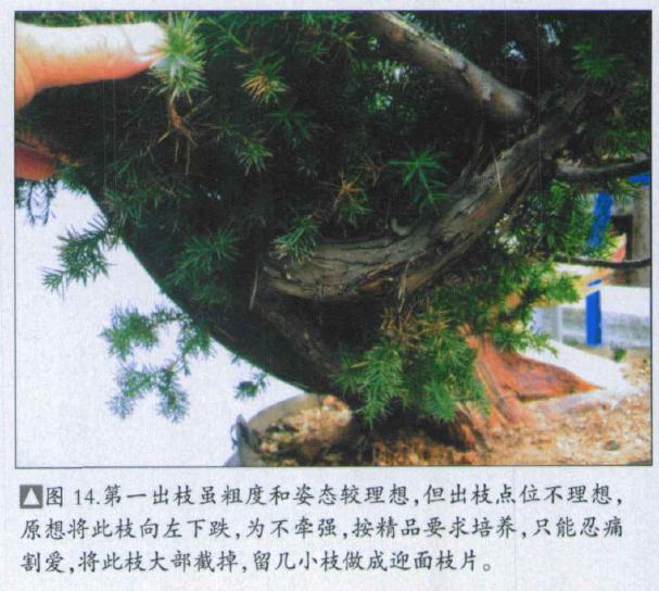 图解 刺柏盆景桩怎么初次制作的方法