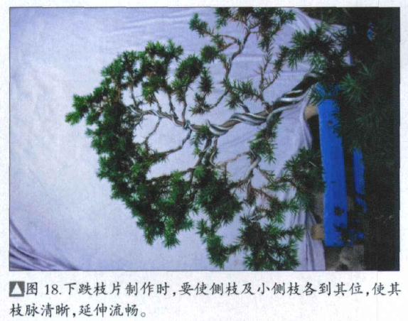 图解 刺柏盆景桩怎么初次制作的方法