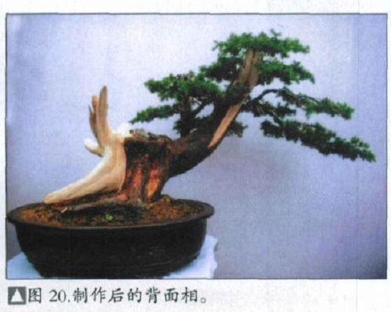 图解 刺柏盆景桩怎么初次制作的方法