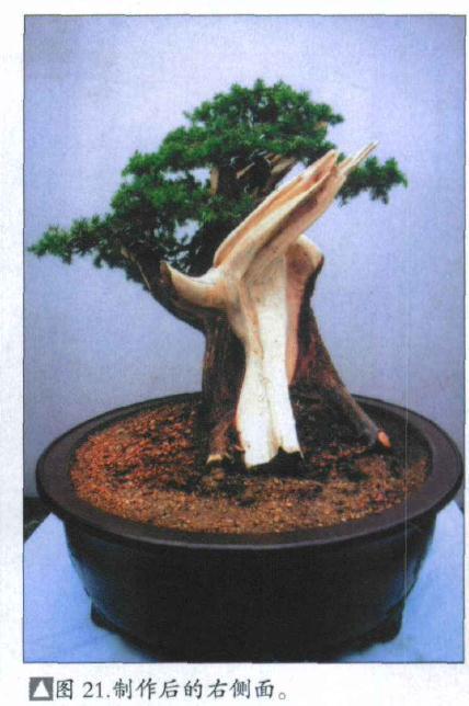 图解 刺柏盆景桩怎么初次制作的方法