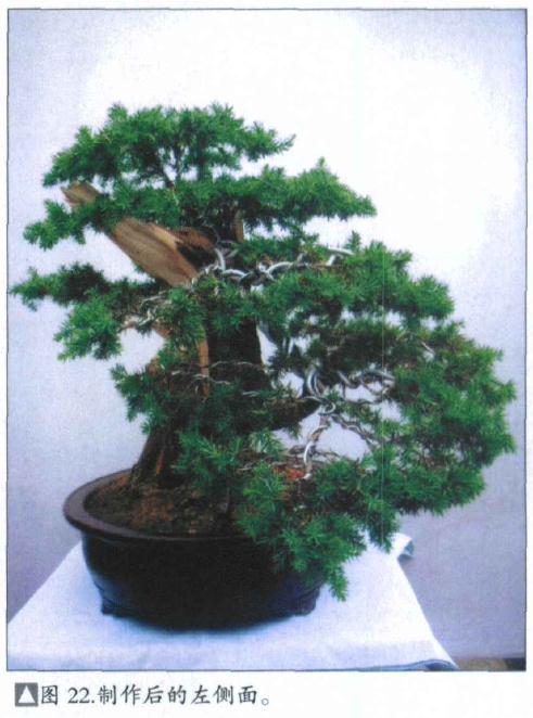 图解 刺柏盆景桩怎么初次制作的方法