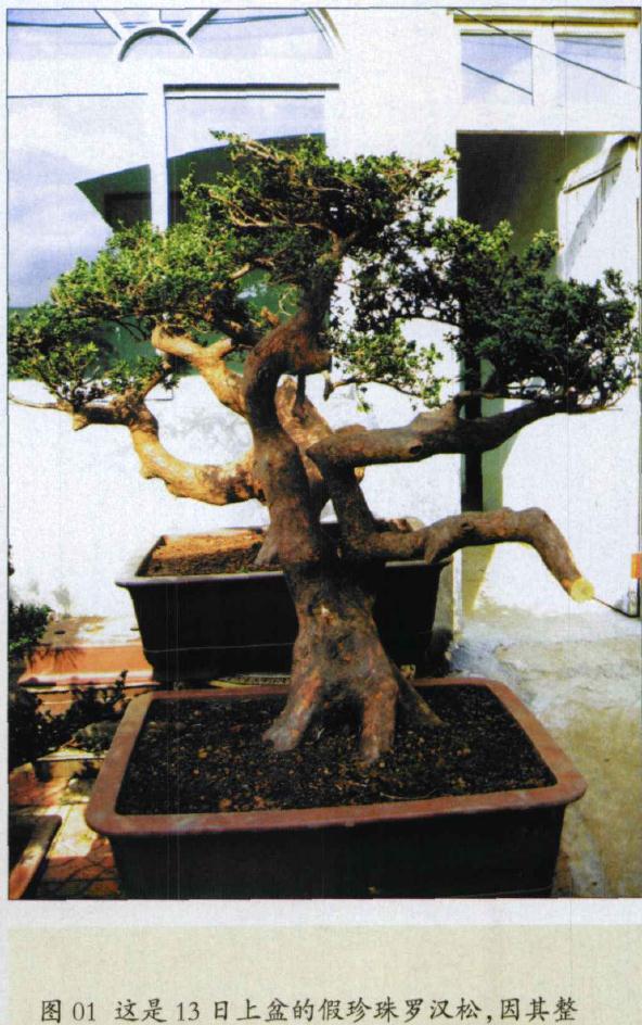 上盆的假珍珠罗汉松