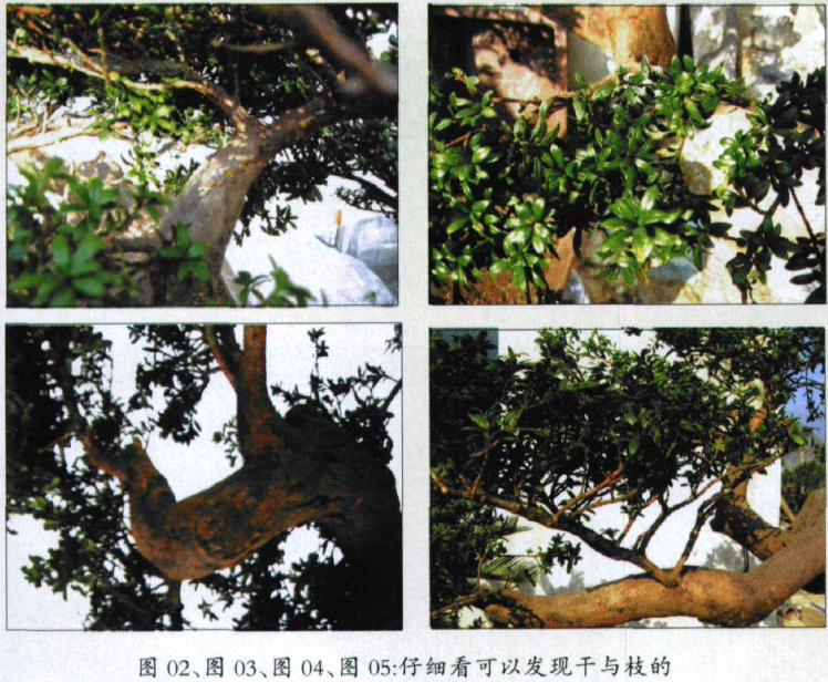 仔细看可以发现干与枝的过渡很不自然