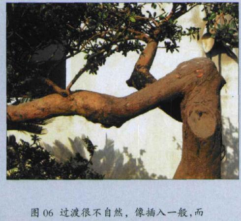 图解 怎么制作假珍珠罗汉松盆景的方法