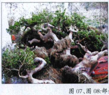 图解 怎么制作假珍珠罗汉松盆景的方法