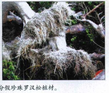 图解 怎么制作假珍珠罗汉松盆景的方法