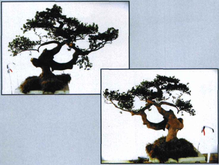 图解 怎么制作假珍珠罗汉松盆景的方法