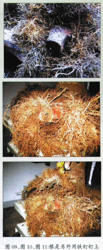 图解 怎么制作假珍珠罗汉松盆景的方法