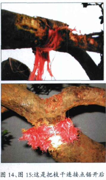 图解 怎么制作假珍珠罗汉松盆景的方法