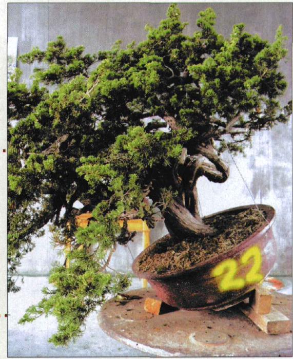 图解 台湾真柏盆景怎么制作的31个过程