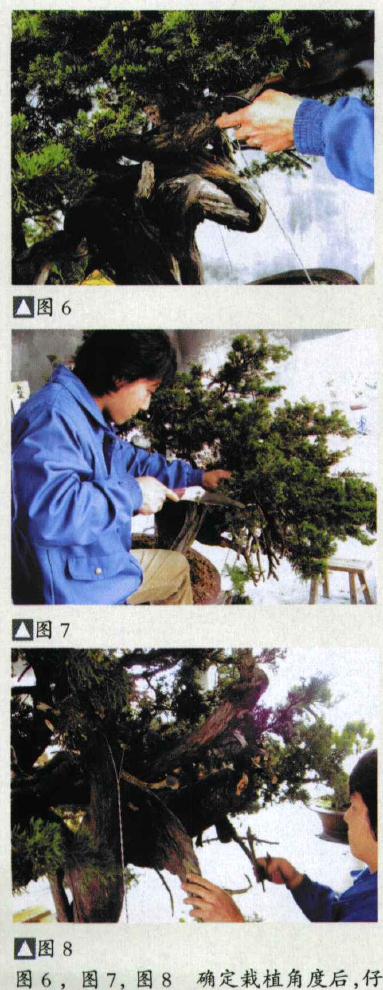 图解 台湾真柏盆景怎么制作的31个过程