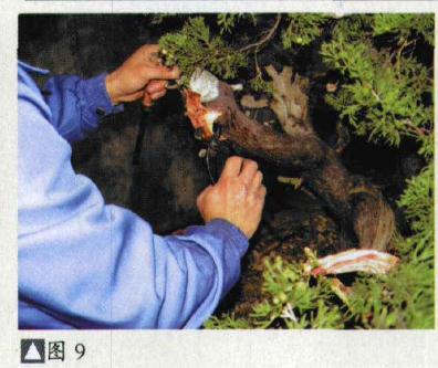 图解 台湾真柏盆景怎么制作的31个过程