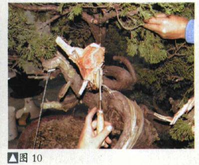 图解 台湾真柏盆景怎么制作的31个过程