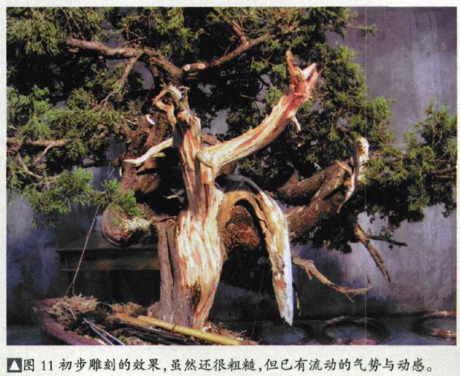 图解 台湾真柏盆景怎么制作的31个过程