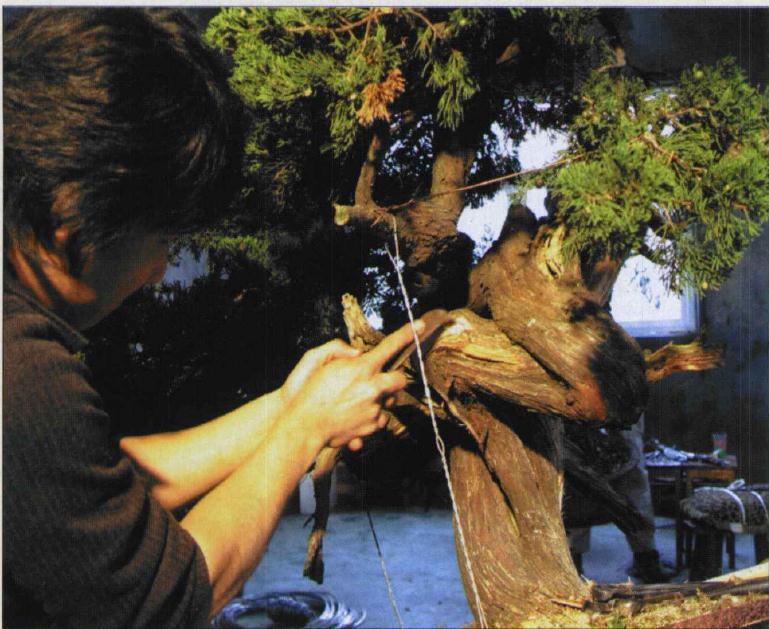 图解 台湾真柏盆景怎么制作的31个过程